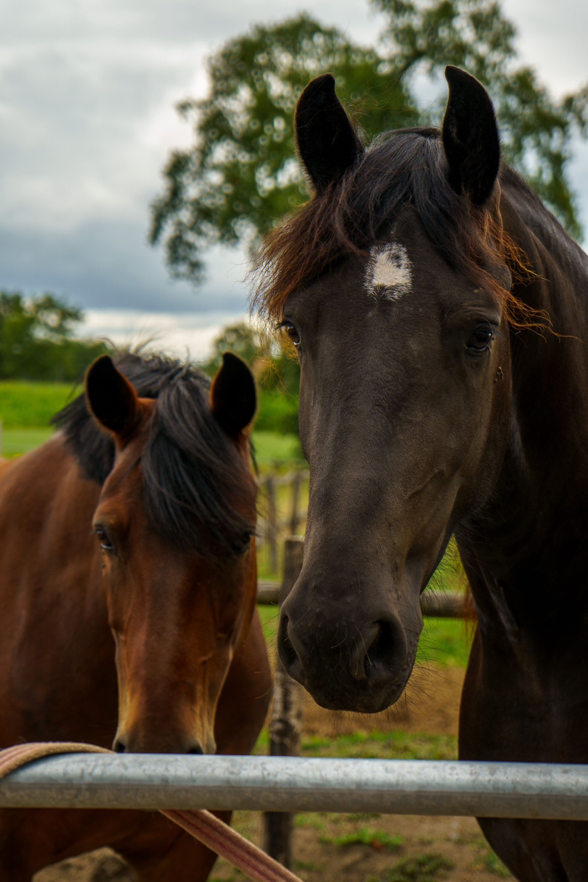 Two horses standing near a pasture fence